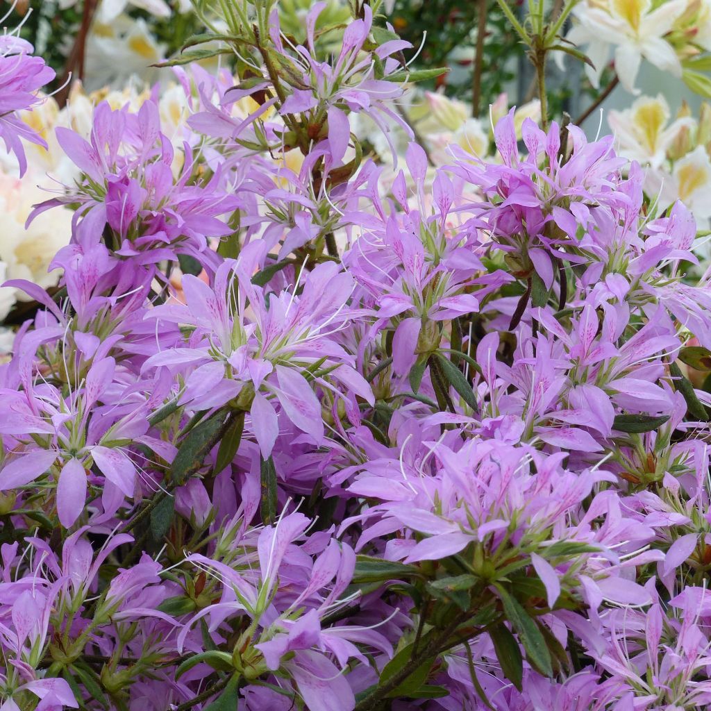 Azalea macrosepalum Koromo Shikibu - Japanische Azaleen