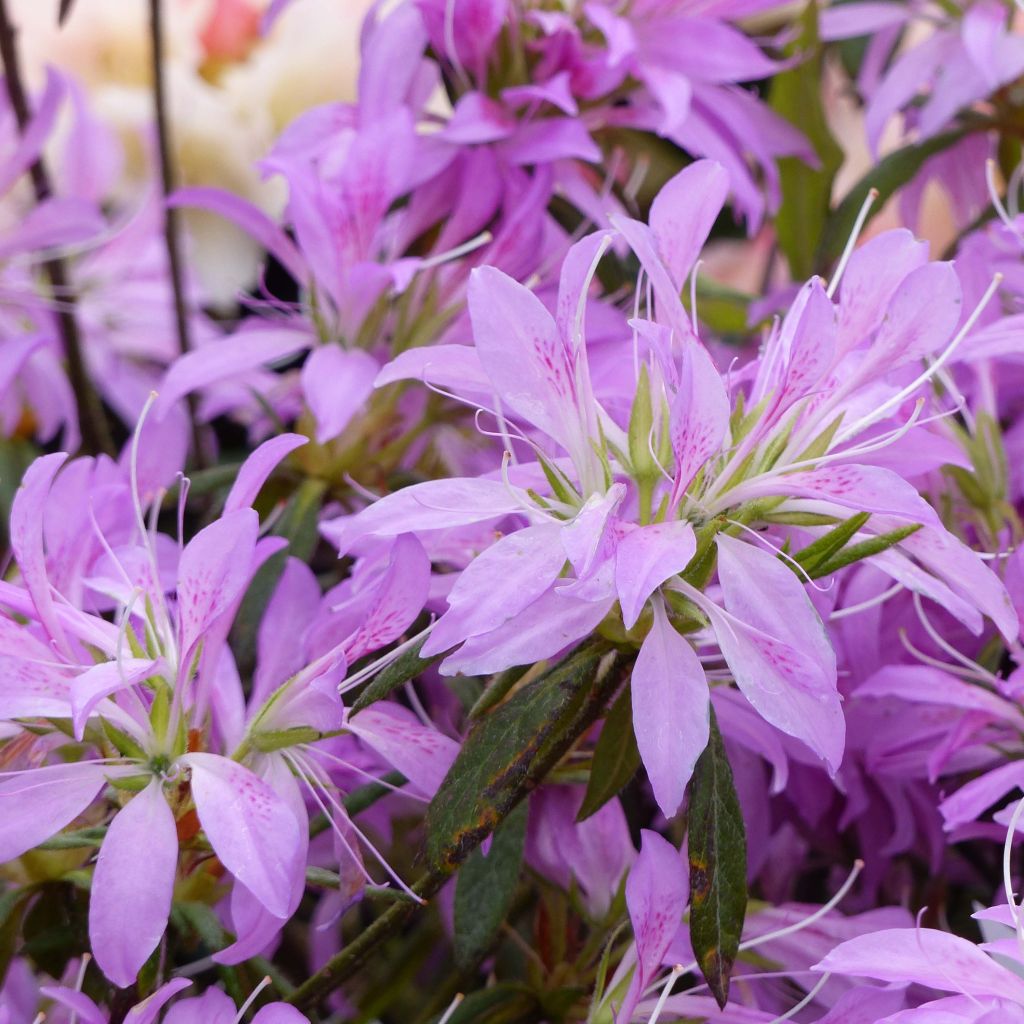 Azalea macrosepalum Koromo Shikibu - Japanische Azaleen