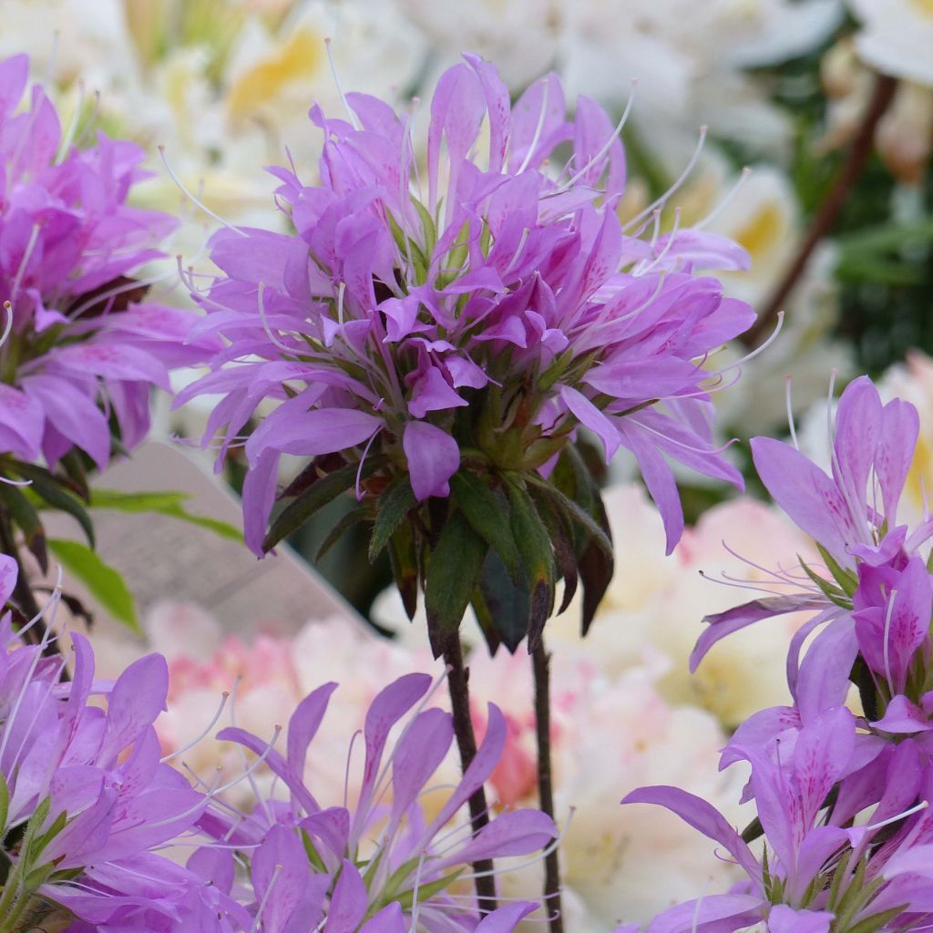 Azalea macrosepalum Koromo Shikibu - Japanische Azaleen