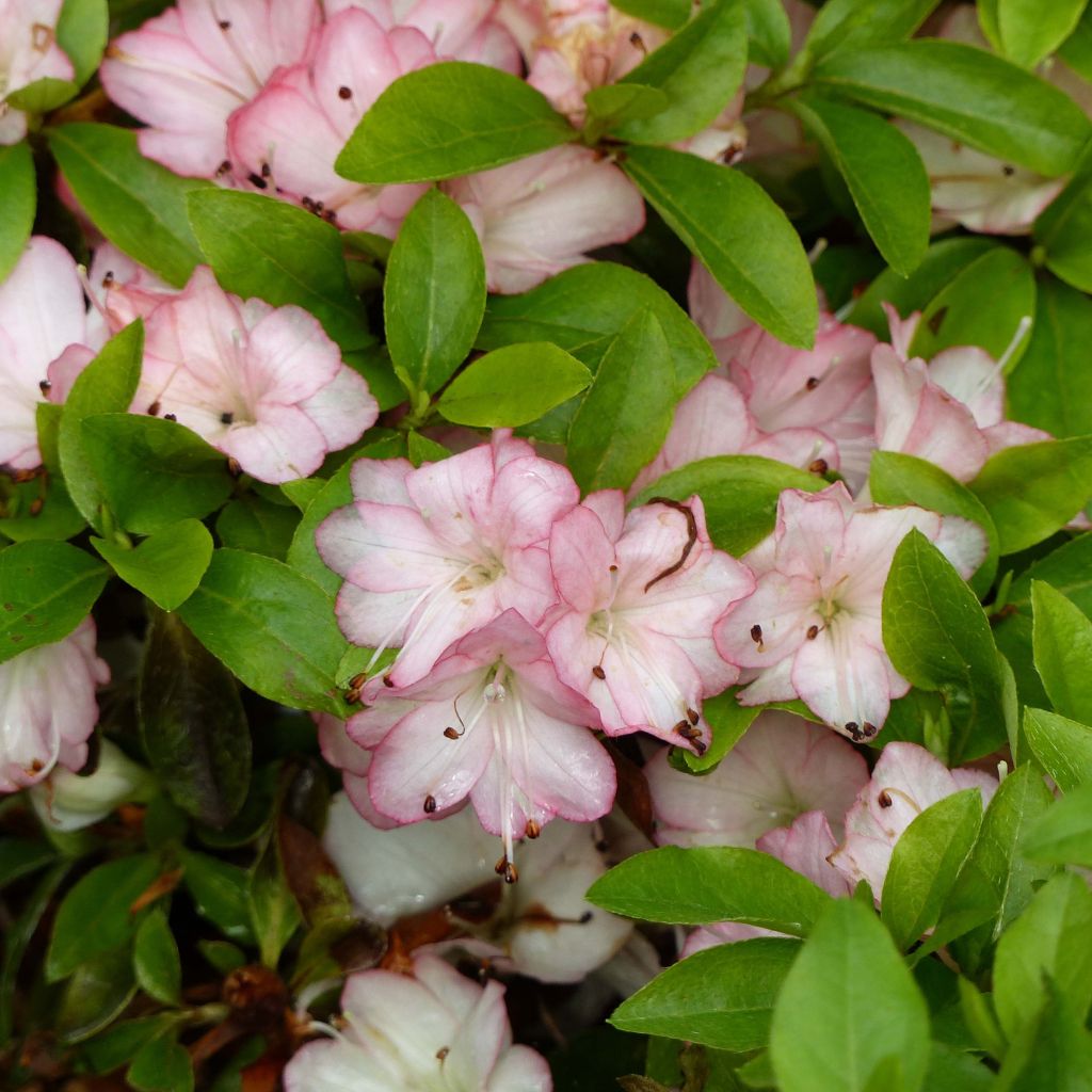 Japanische Azalee Peggy Ann - Azalea kaempferi