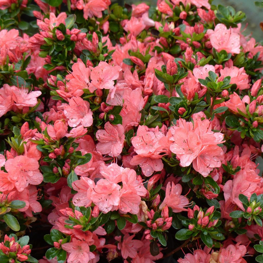 Japanische Azalee Rex - Azalea