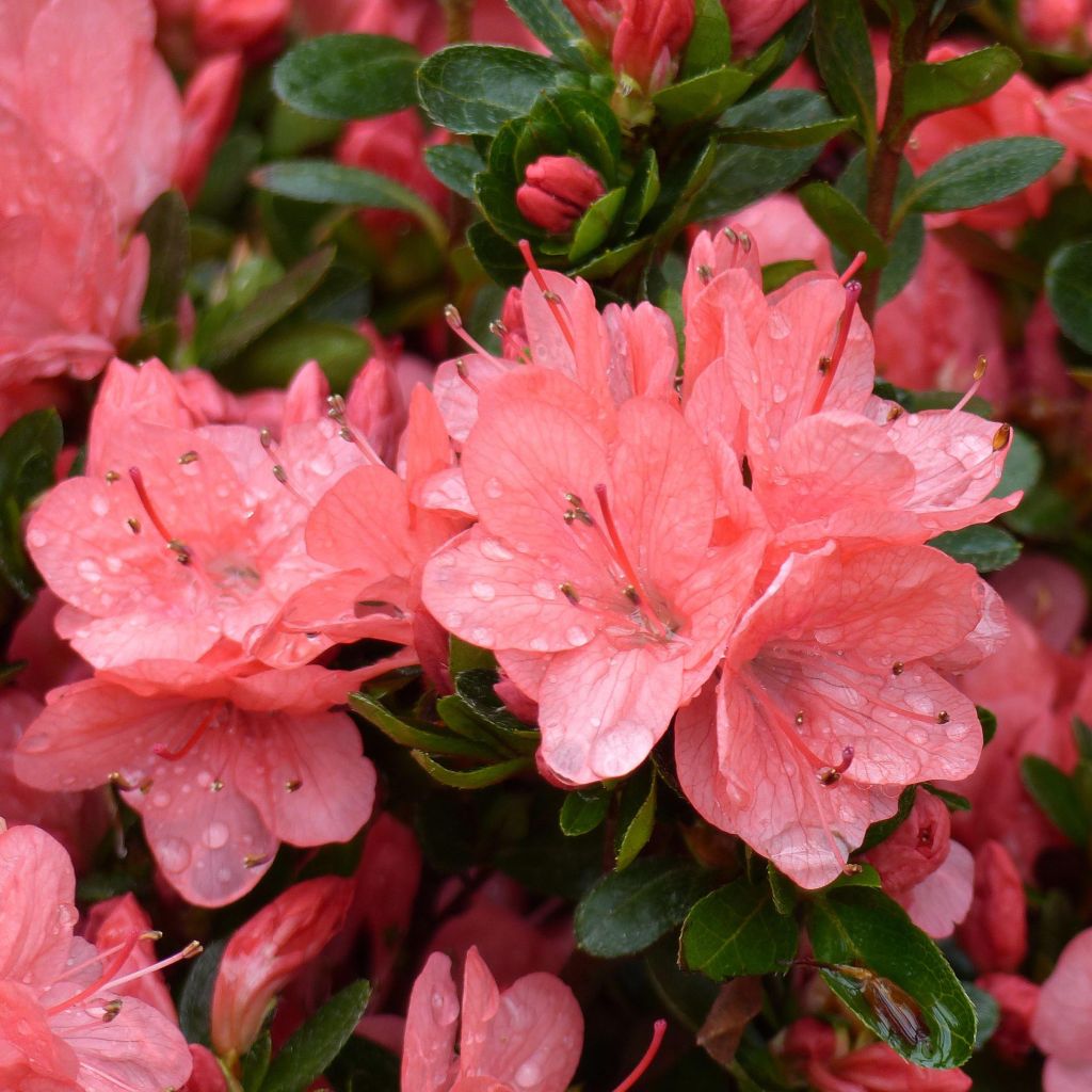 Japanische Azalee Rex - Azalea