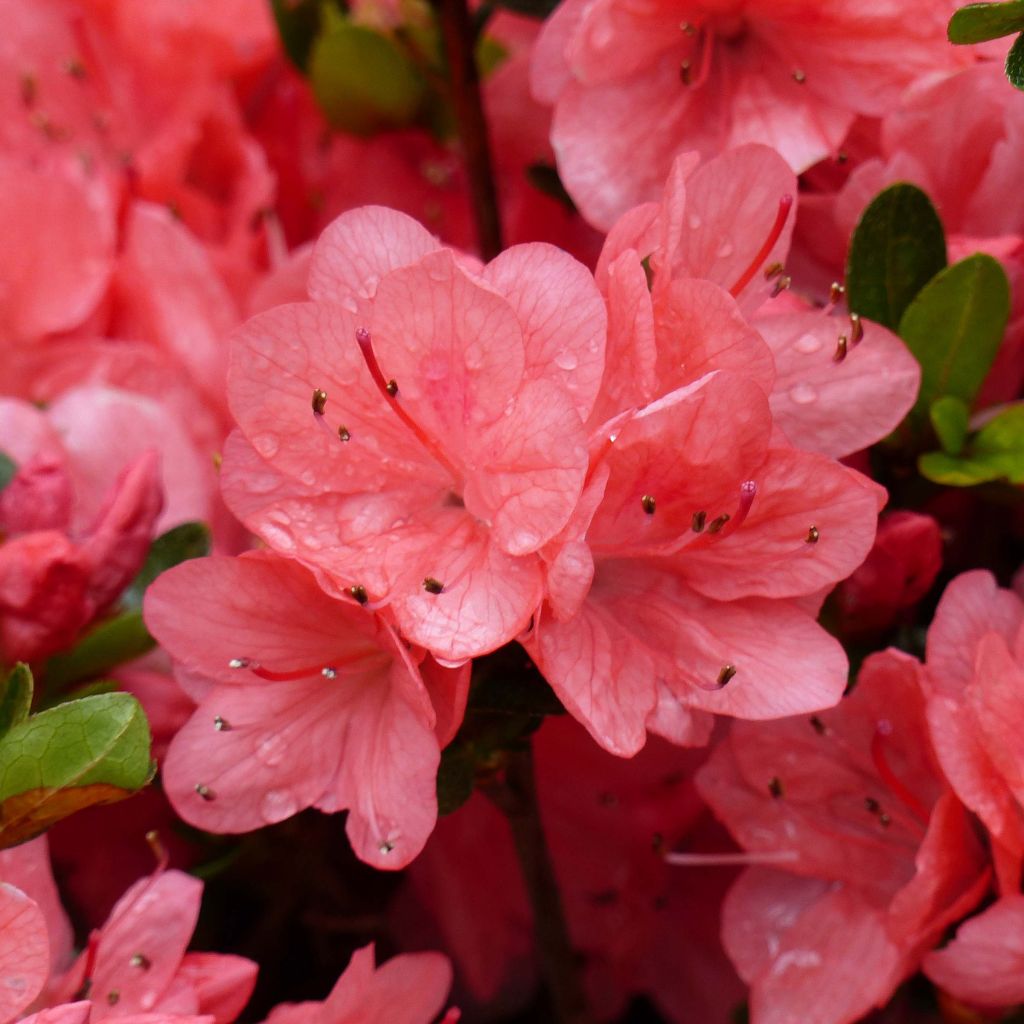 Japanische Azalee Rex - Azalea