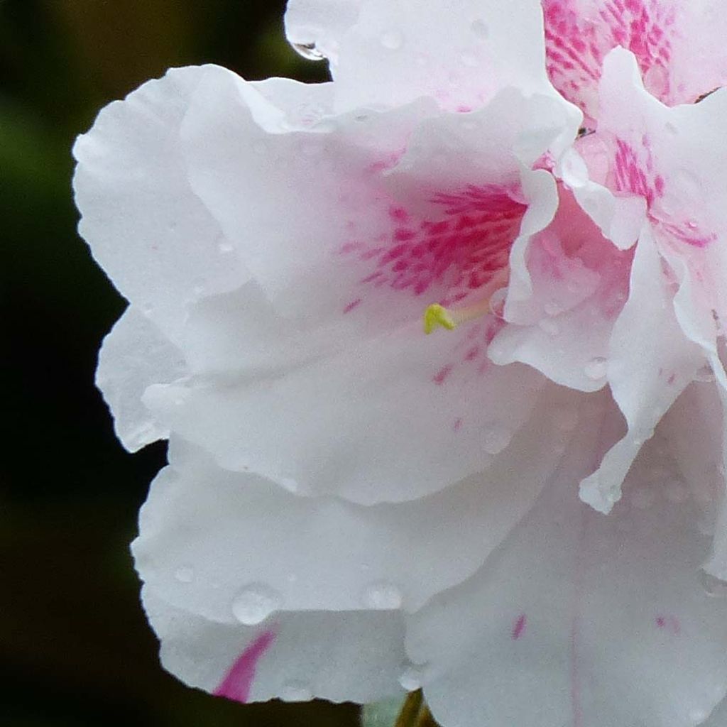 Japanische Azalee White Prince - Azalea