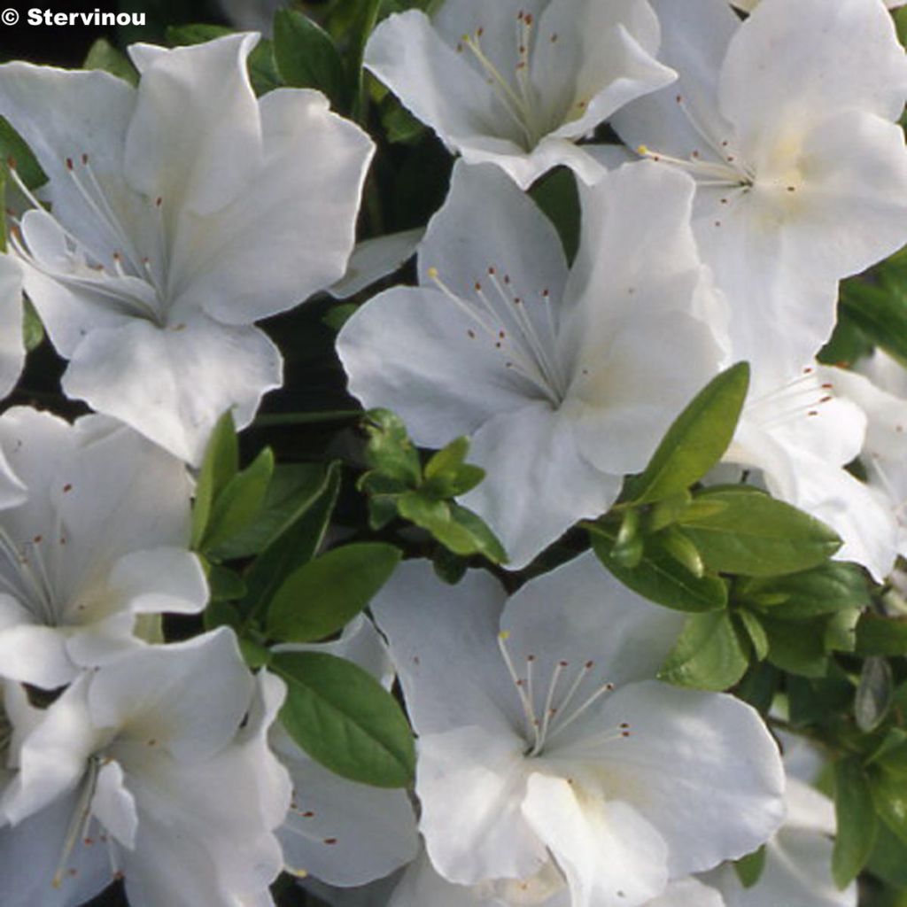 Azalée du Japon Eucharis - Rhododendron hybride