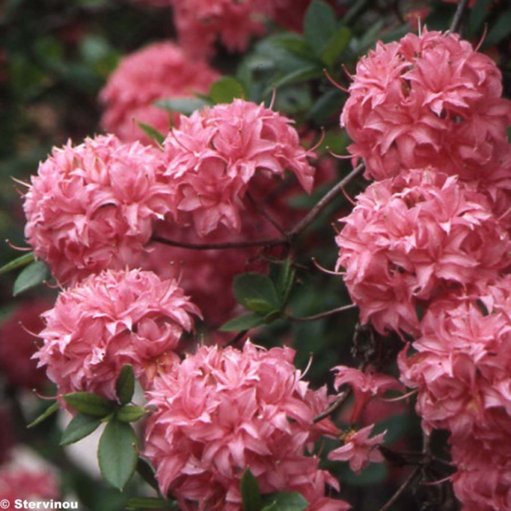 Sommergrüne Azalee Homebush - Azalea