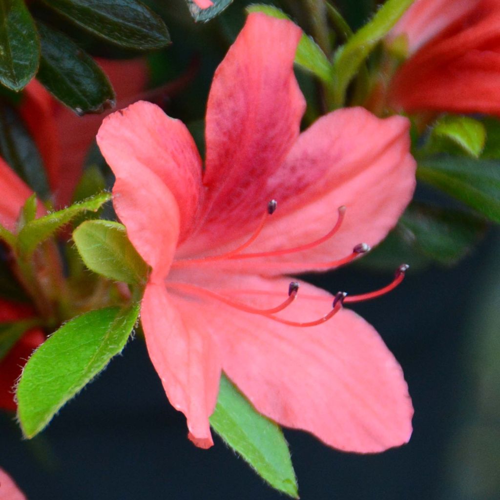 Japanische Azalee Tamanini - Azalea