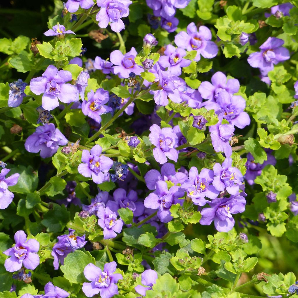 Schneeflockenblume Scopia Double Indigo - Bacopa