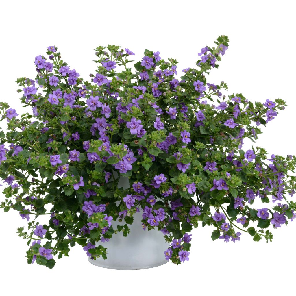 Schneeflockenblume Scopia Double Indigo - Bacopa