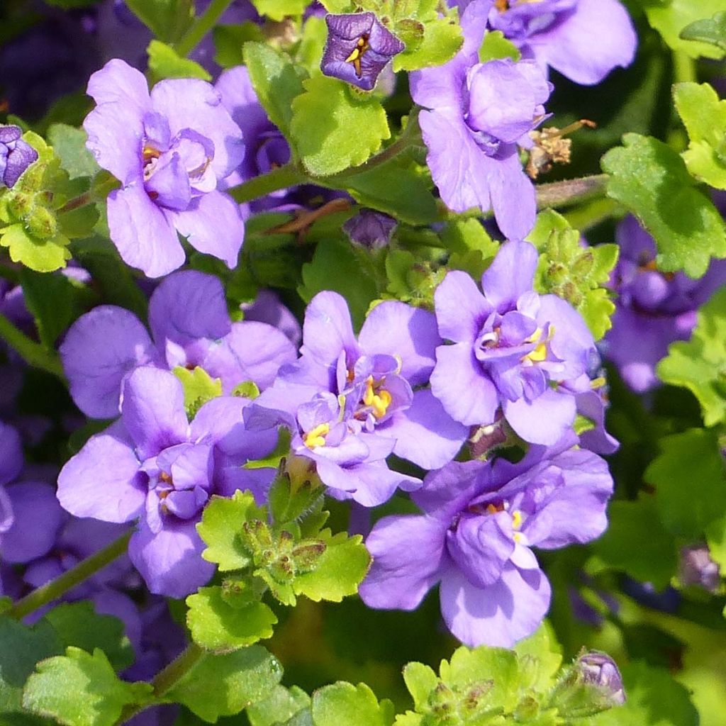 Schneeflockenblume Scopia Double Indigo - Bacopa