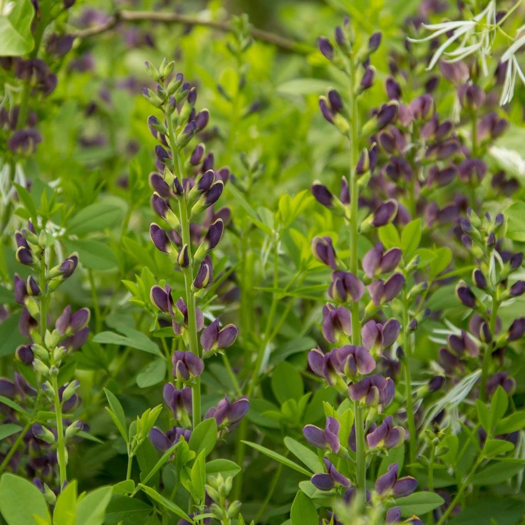 Baptisia australis var. minor Dark Blue - Indigolupine