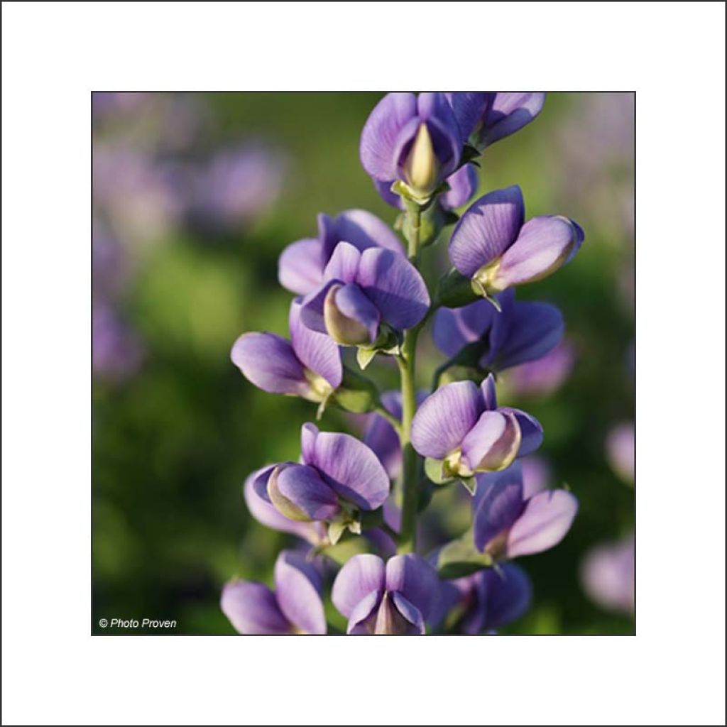 Baptisia Decadence Blueberry Sundae - Indigolupine