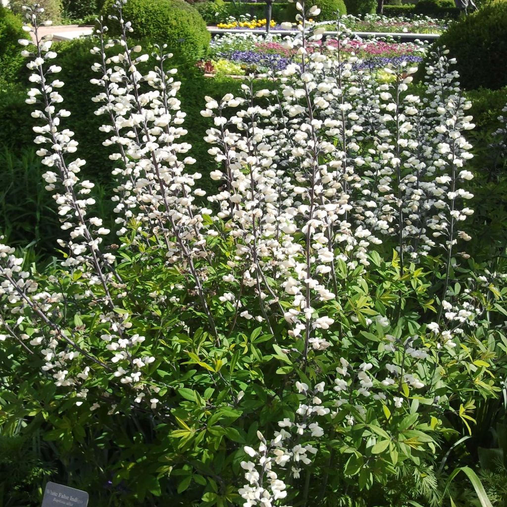 Baptisia alba - Weiße Indigolupine