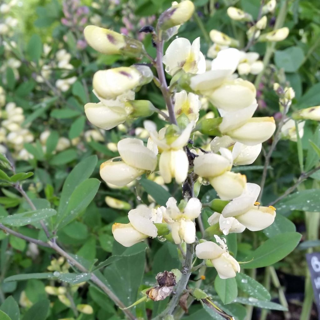 Baptisia Decadence Vanilla Cream - Indigolupine