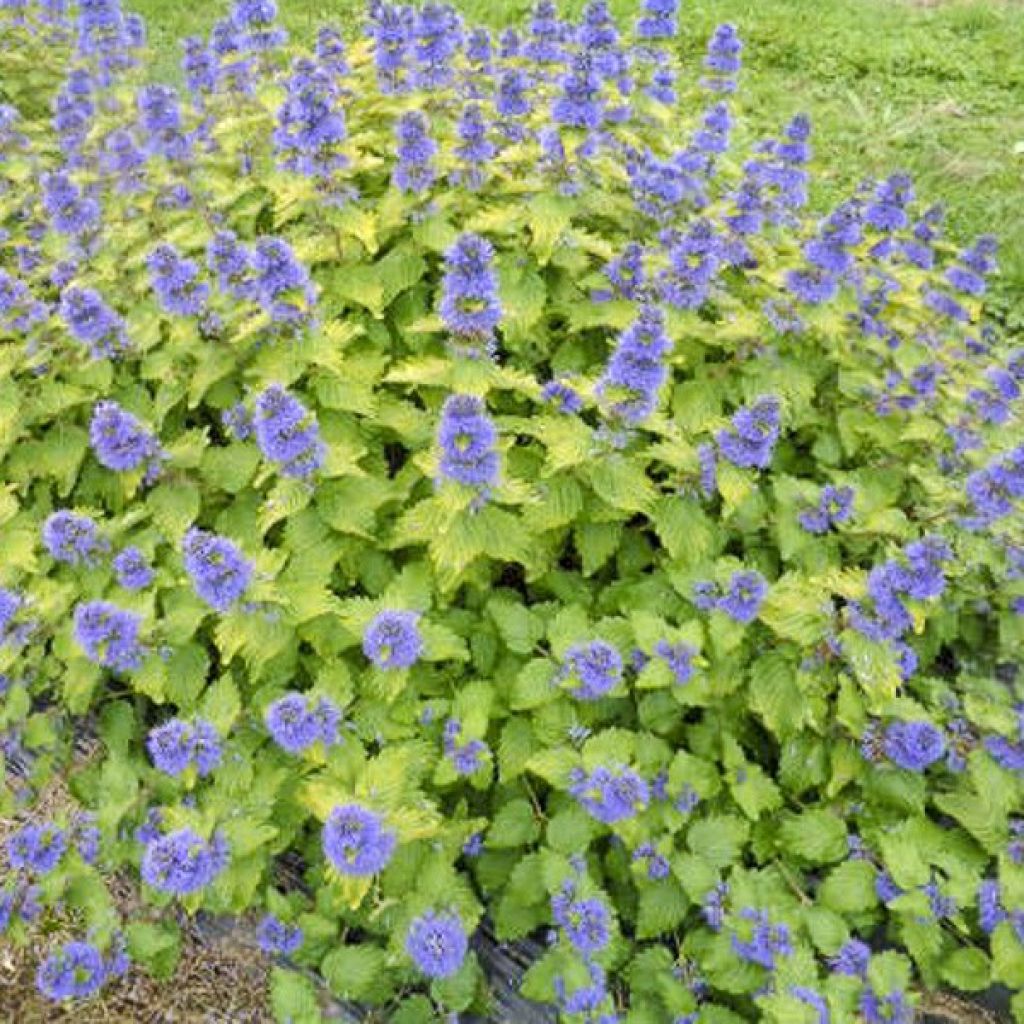 Bartblume Good as Gold - Caryopteris clandonensis