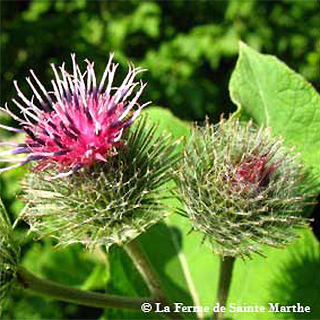 Große Klette - Arctium lappa