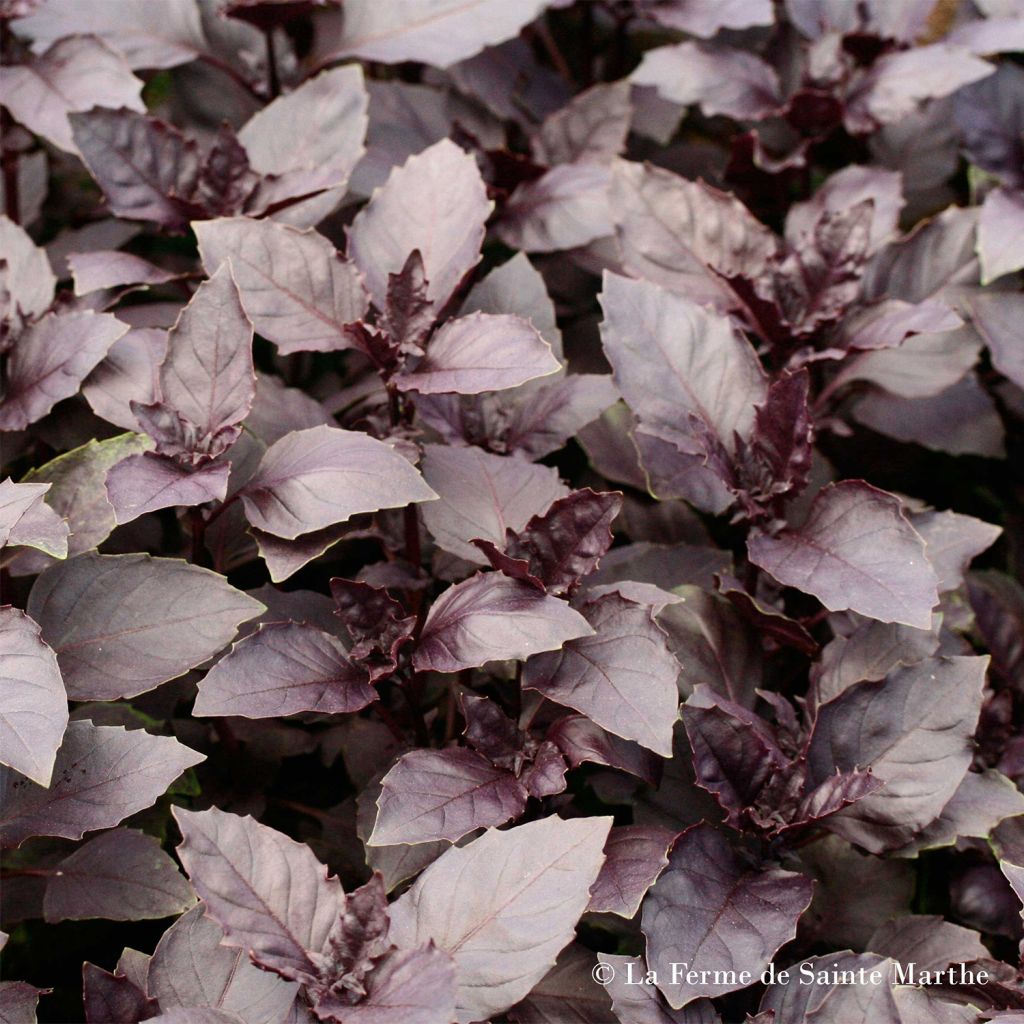 Basilic Pourpre Bio - Ferme de Sainte Marthe