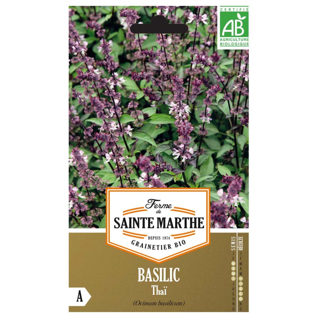 Basilic Thaï  - Ferme de Ste Marthe