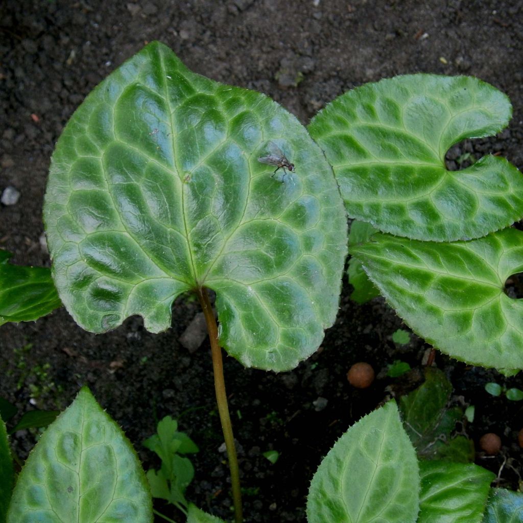 Beesia calthifolia