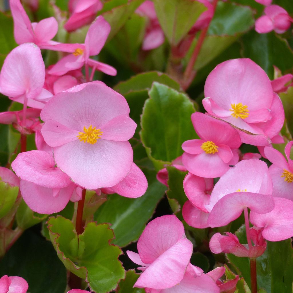 Begonie Big F1 Pink Green Leaf - Begonia