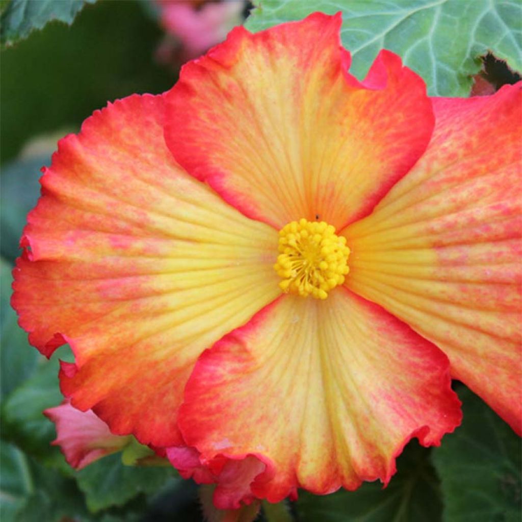 Begonia crispa marginata Yellow-Red