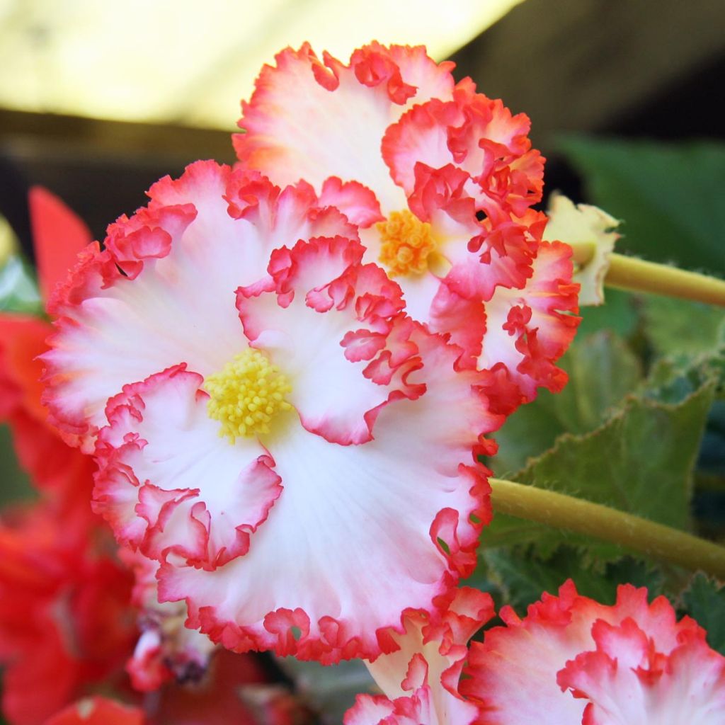 Begonie Marginata White-Red - Begonia crispa