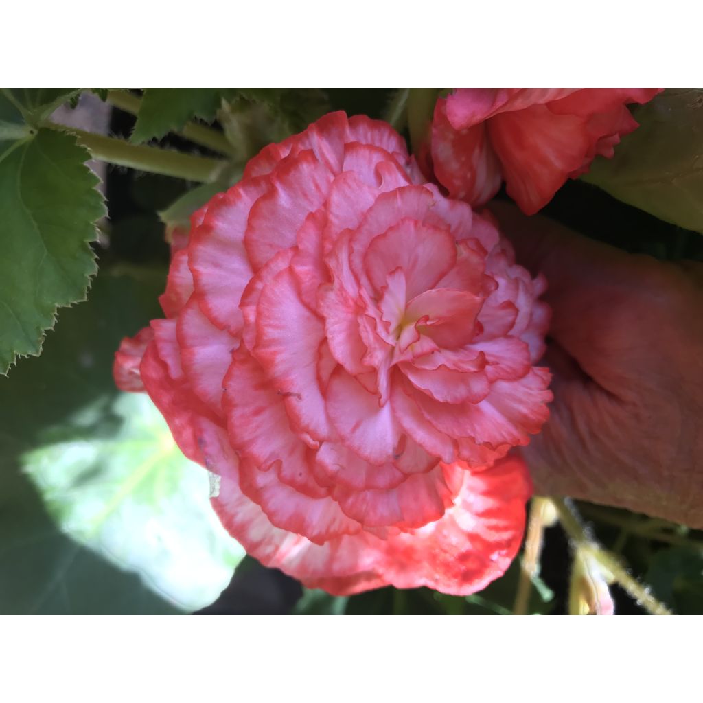 Begonie Begonia Marmorata - Begonia