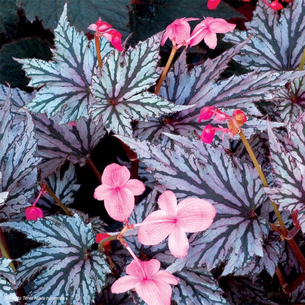 Begonie Garden Angel Blush - Begonia