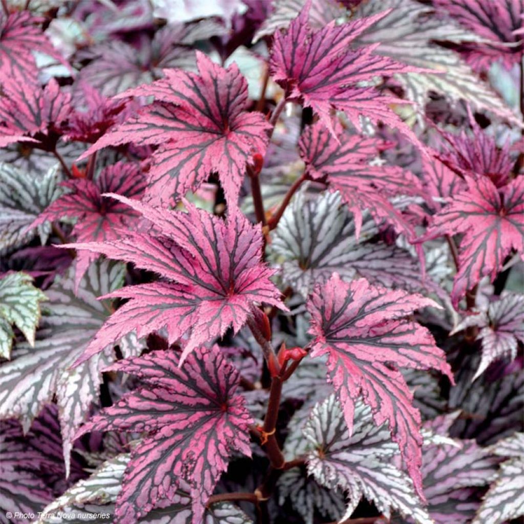 Begonie Garden Angel Blush - Begonia