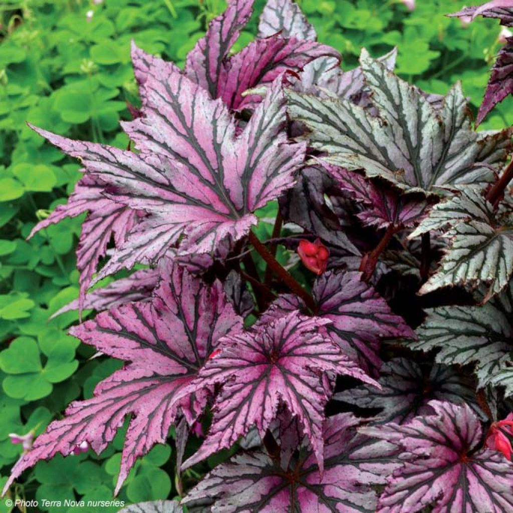 Begonie Garden Angel Blush - Begonia