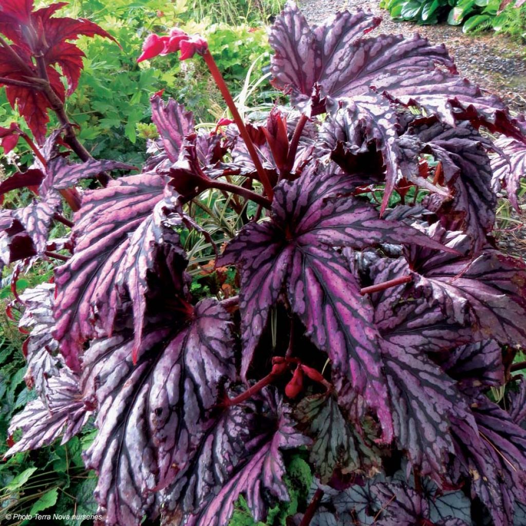 Begonie Garden Angel Blush - Begonia