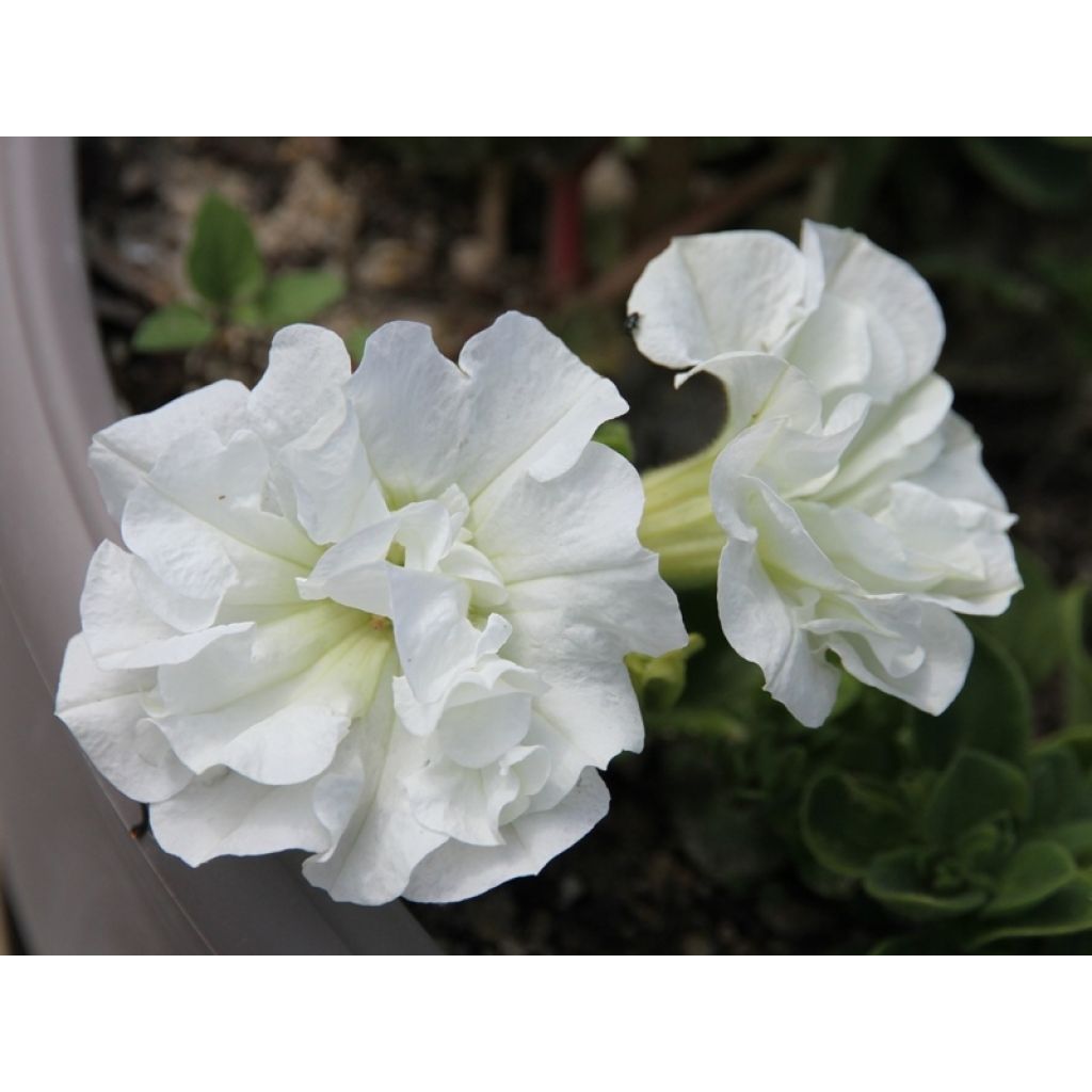 Begonie Blanc - Begonia grandiflora