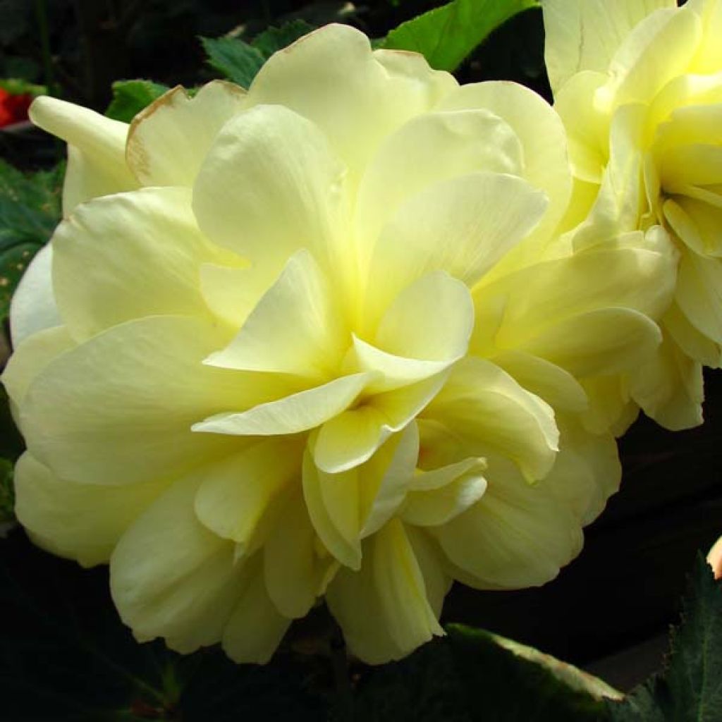 Begonie Jaune - Begonia grandiflora