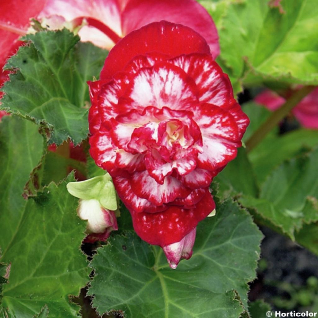 Begonie Begonia Marmorata - Begonia