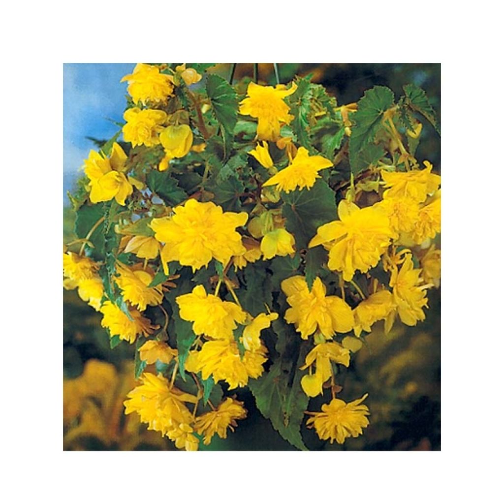 Begonie Yellow - Begonia pendula