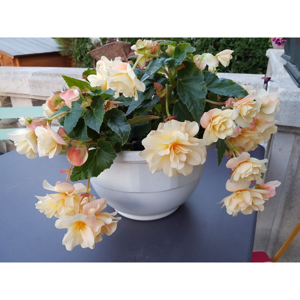 Begonie Begonia Chardonnay - Begonia