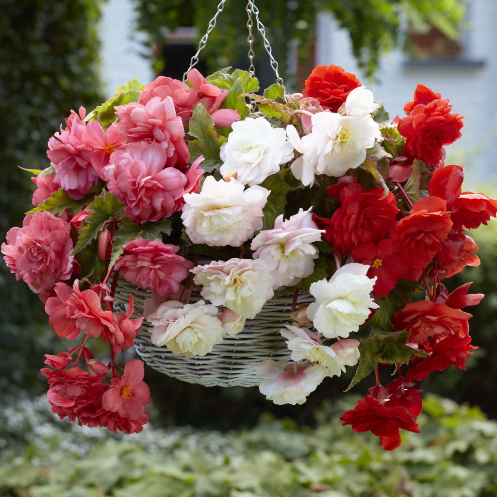 Begonie Mix - Begonia odorata