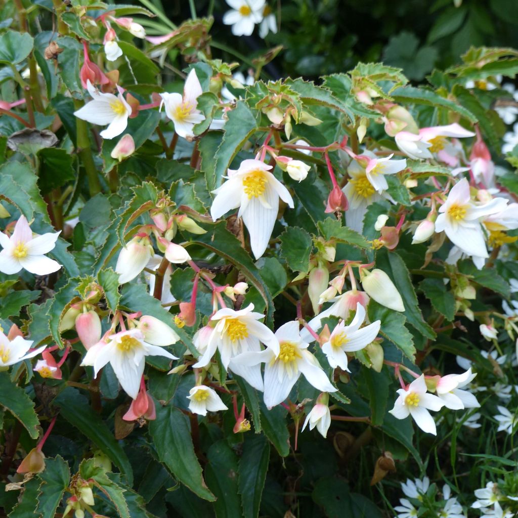 Begonie Summerwings White Elegance - Begonia