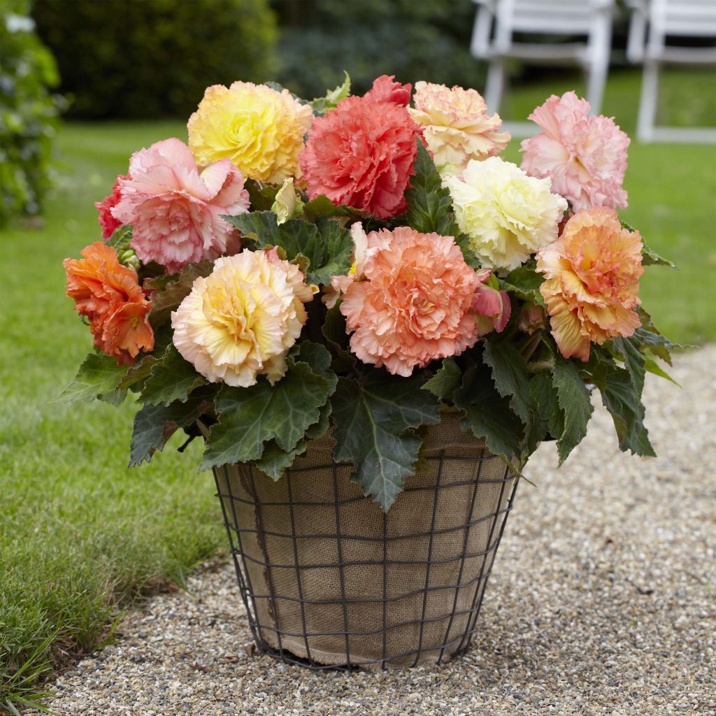 Begonia Fimbriata Samba en mélange