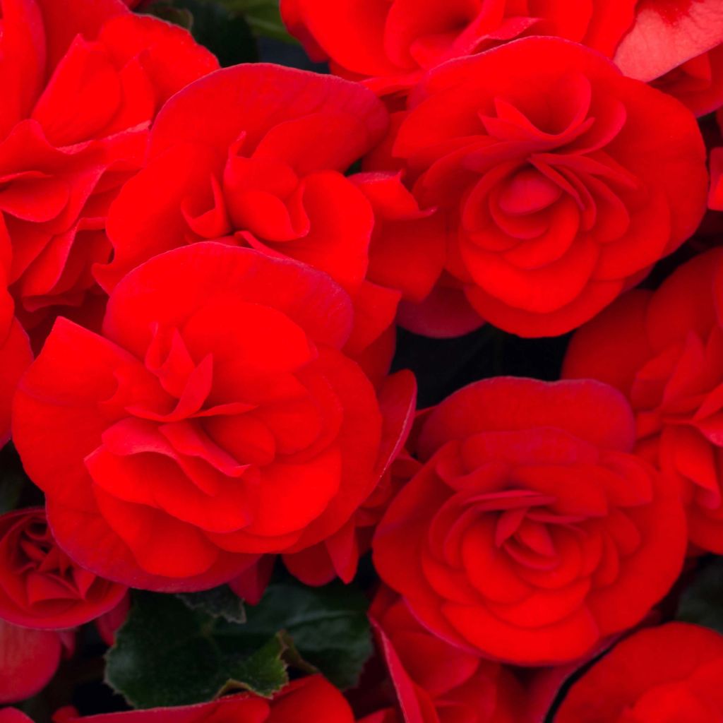 Begonie Sunbrero Red - Begonia