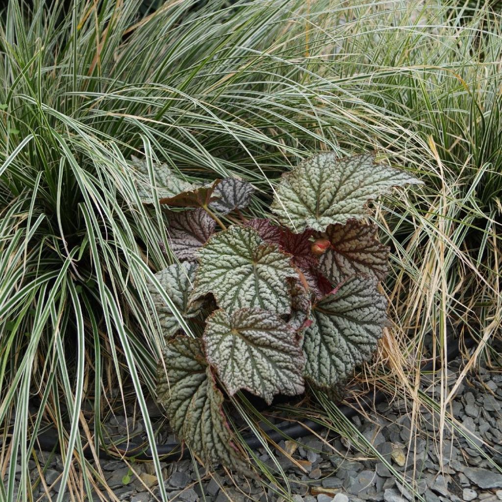 Begonia Silver Moon 