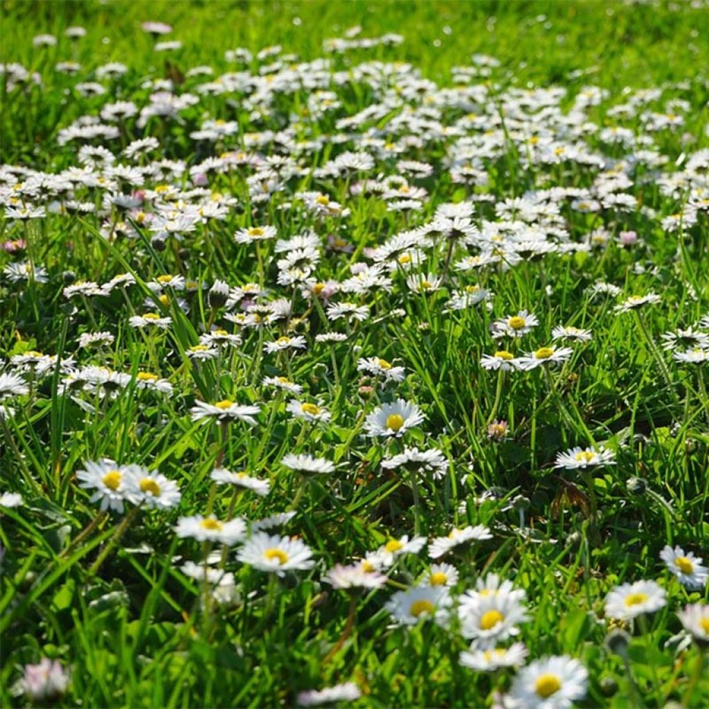 Bellis perennis (Samen) - Gänseblümchen