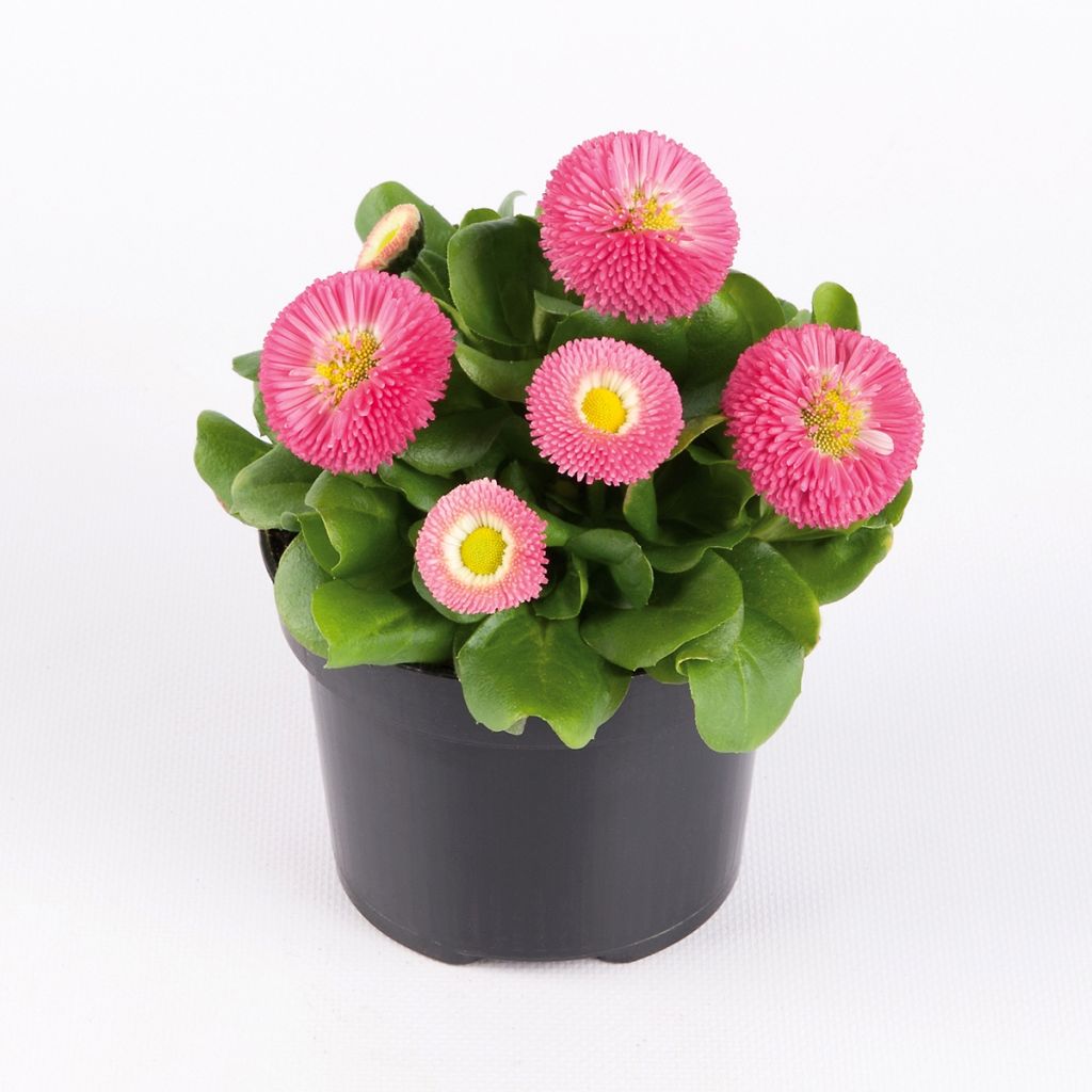 Bellis perennis Bellastar Compact Rose - Gänseblümchen