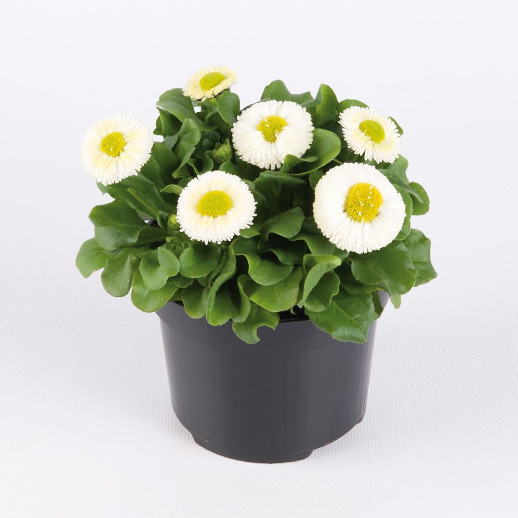 Bellis perennis Bellastar Compact White - Gänseblümchen