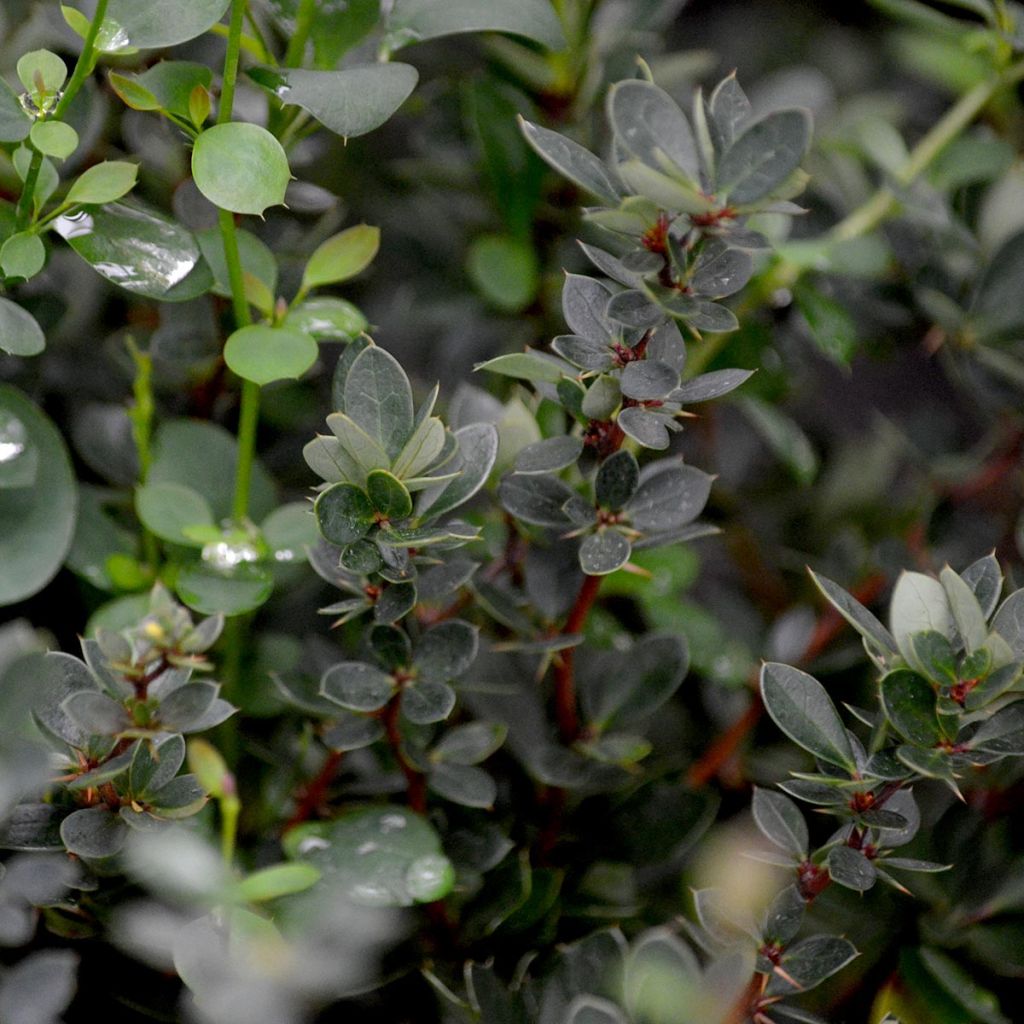 Berberis buxifolia Nana - Buchsblättrige Berberitze