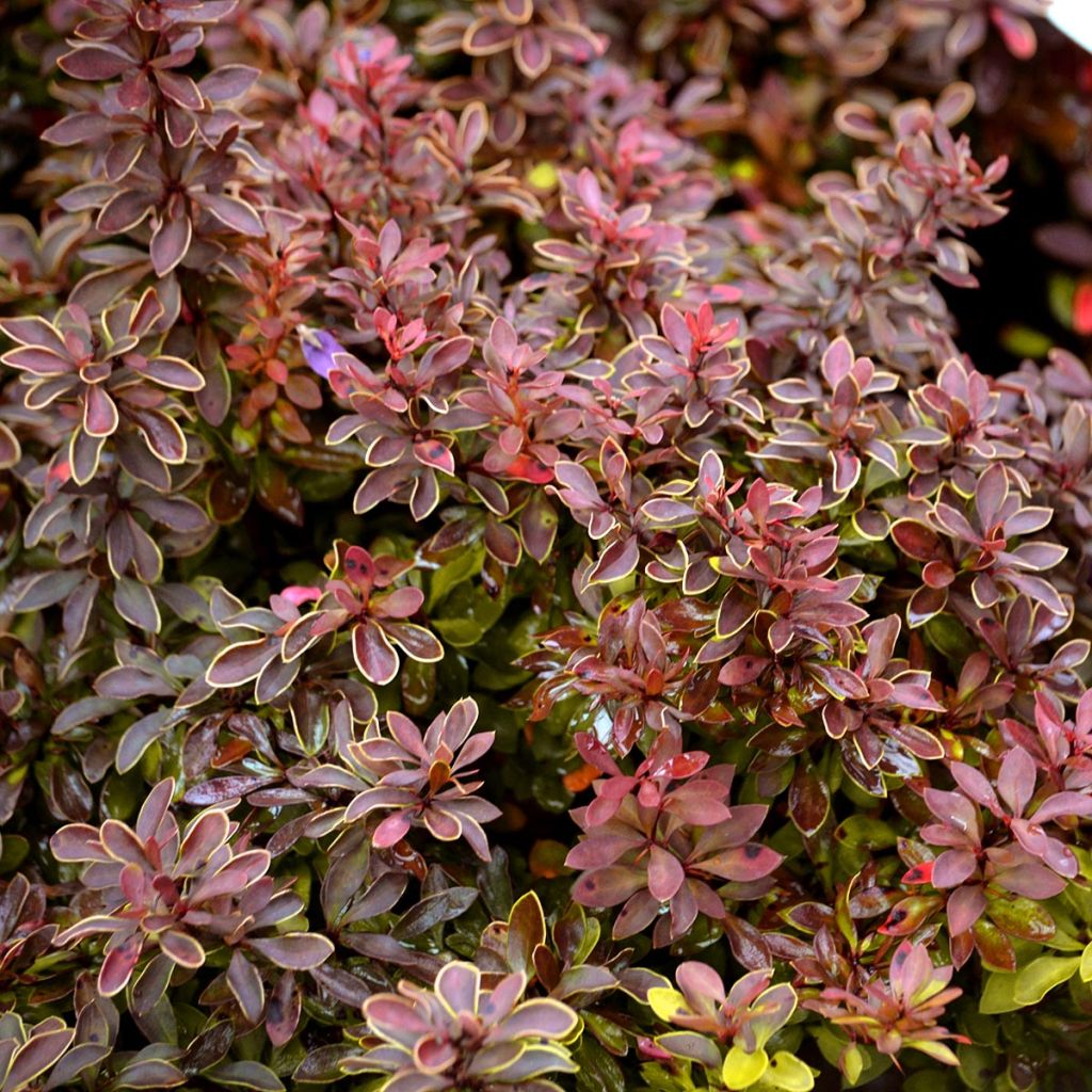 Berberis thunbergii Admiration