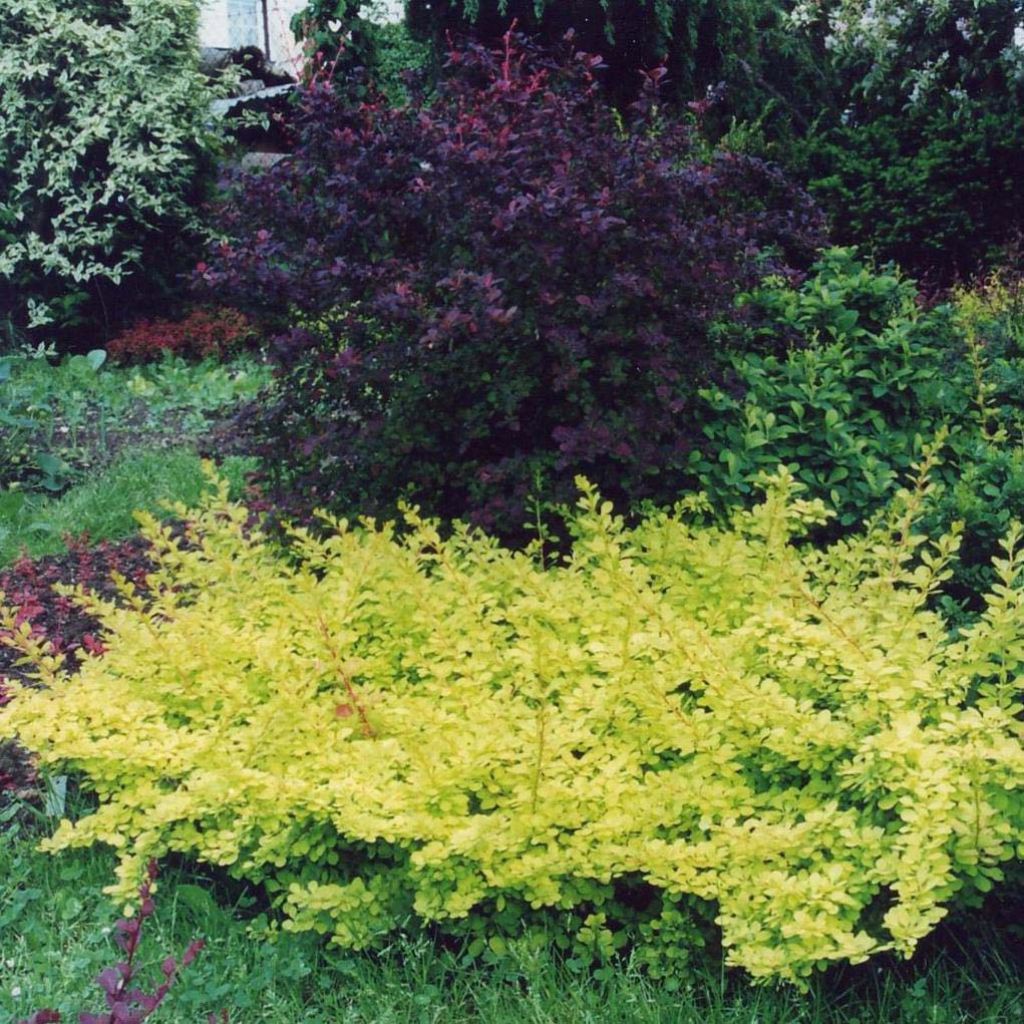 Berberis thunbergii Golden Carpet