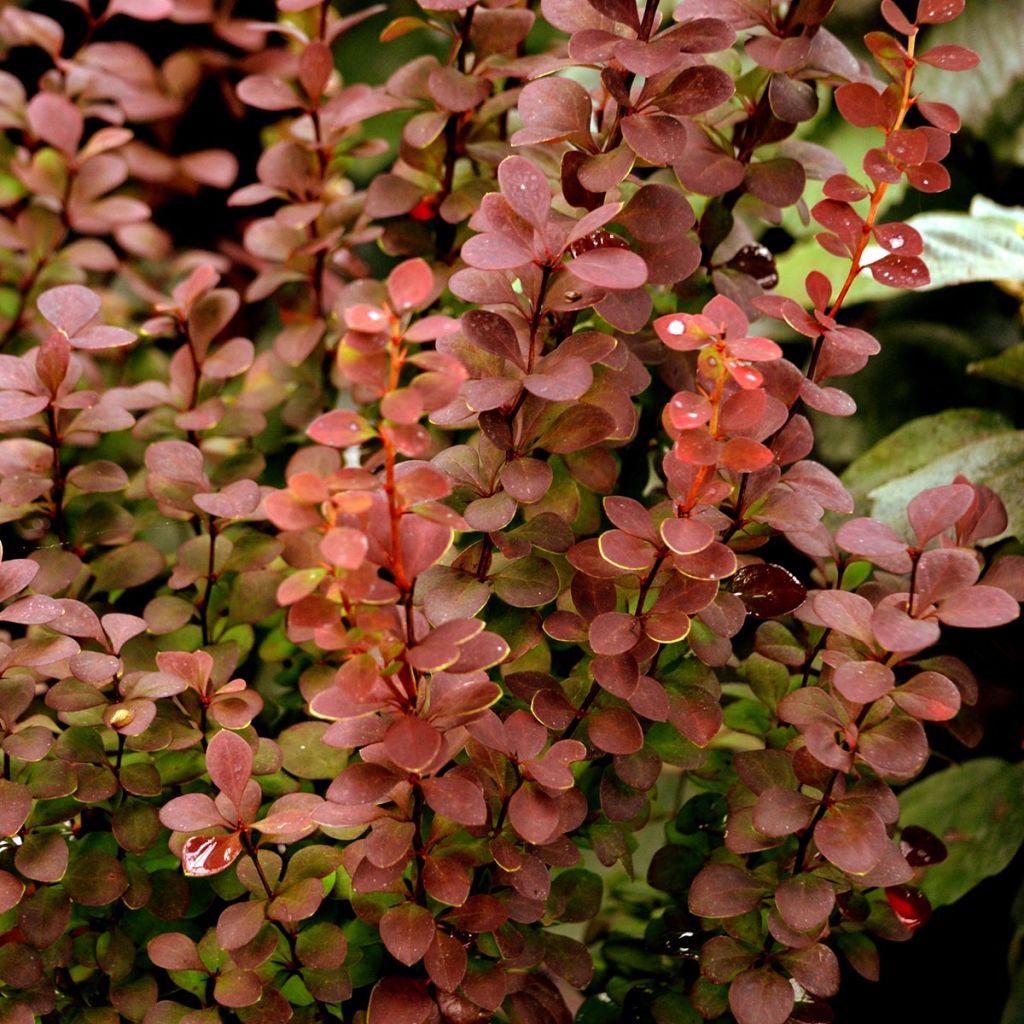 Berberis thunbergii Orange Rocket