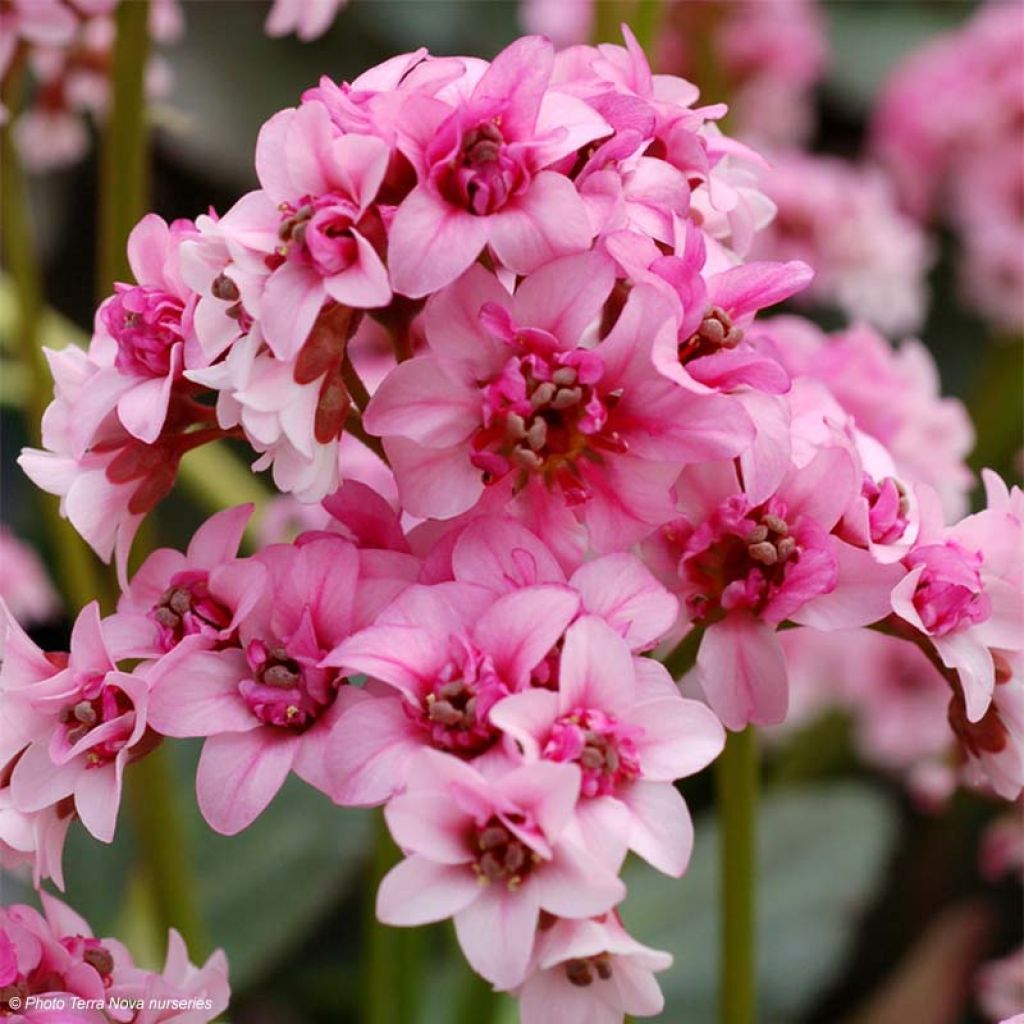 Bergenia cordifolia Dragonfly Sakura - Bergenie