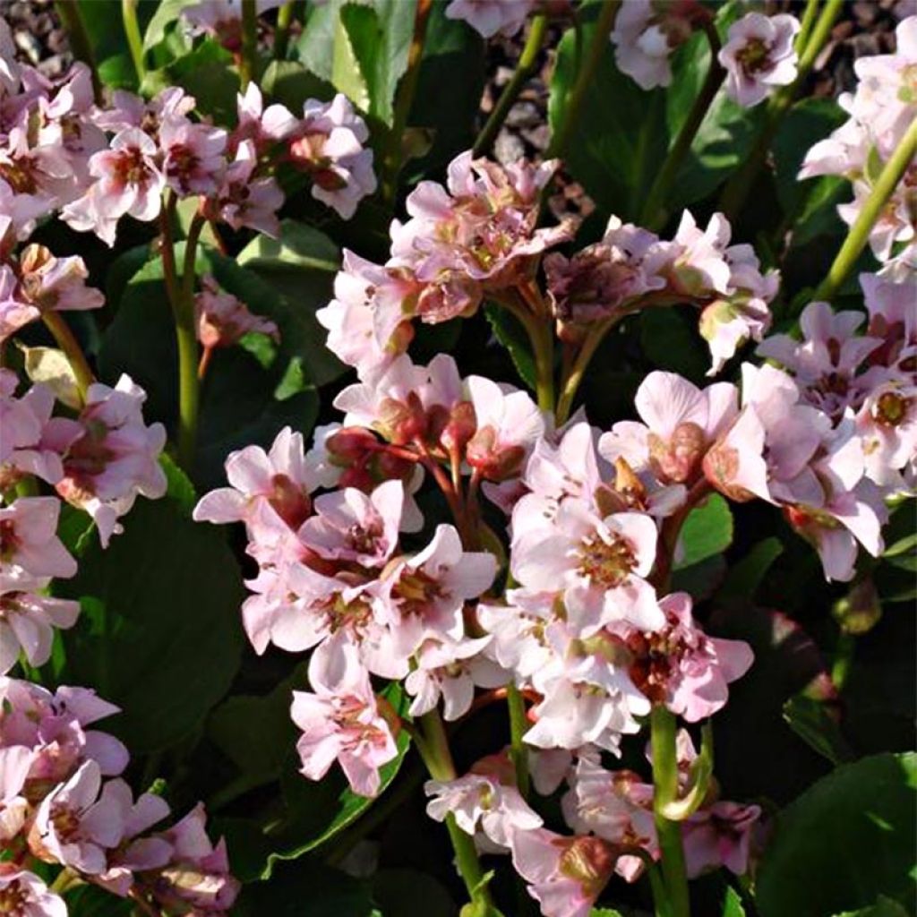 Bergenia Harzkristall - Bergenie